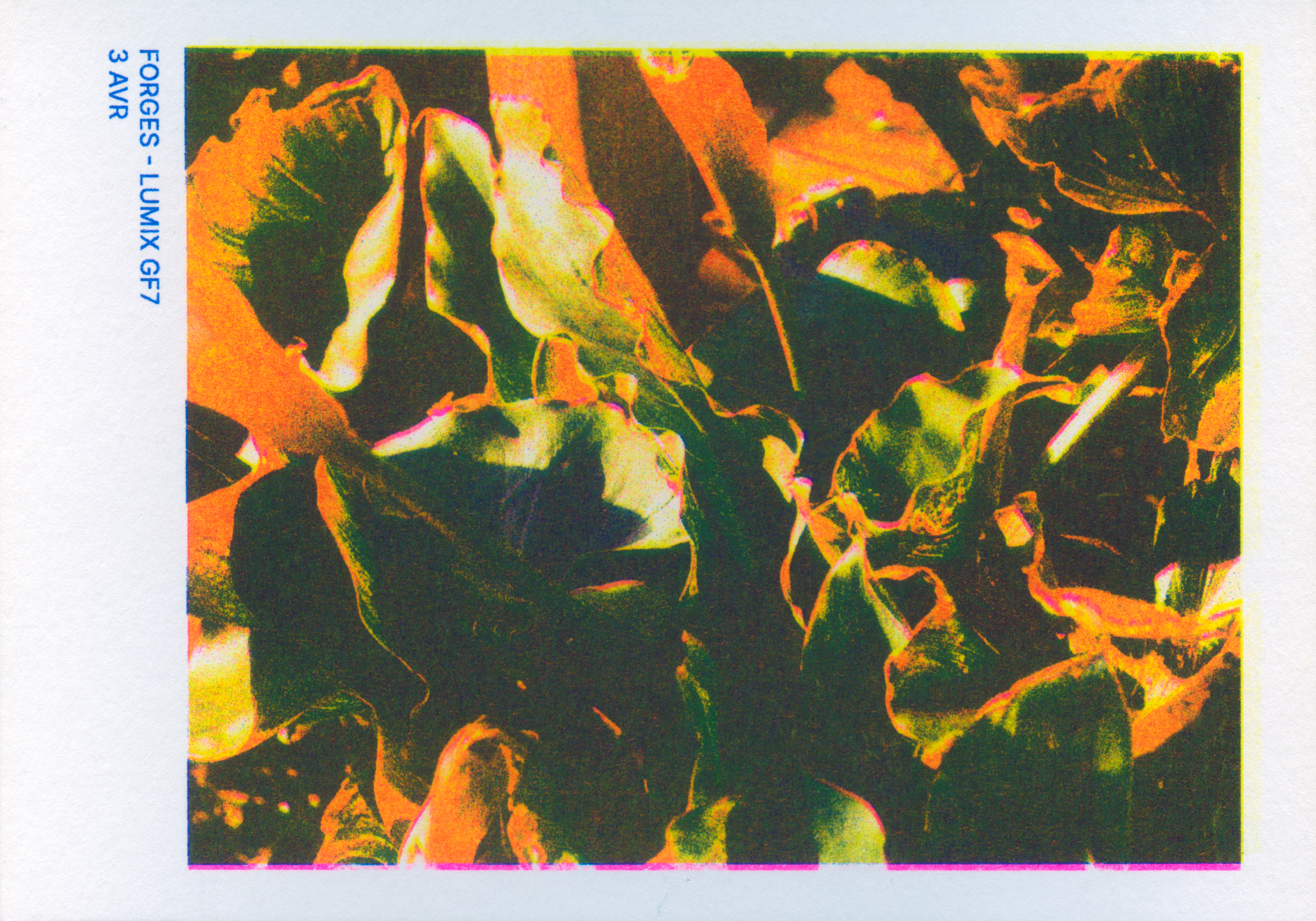 scan_photo_riso_10.jpg